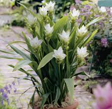 50 Pcs Thailand Pink Curcuma Bonsai Also Called Siam Tulip Rare Flower Bonsai
