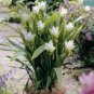 50 Pcs Thailand Pink Curcuma Bonsai Also Called Siam Tulip Rare Flower Bonsai