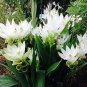 50 Pcs Thailand Pink Curcuma Bonsai Also Called Siam Tulip Rare Flower Bonsai