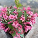 100 Pcs Beautiful Weigela Florida Flower Bonsai Rare Mixing Unique Flower Plant Very Beautiful 100 Pcs Beautiful Weigela Florida Flower Bonsai Rare Mixing Unique Flower Plant Very Beautiful