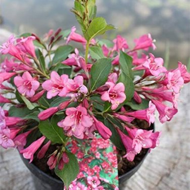 100 Pcs Beautiful Weigela Florida Flower Bonsai Rare Mixing Unique Flower Plant Very Beautiful
