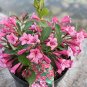 100 Pcs Beautiful Weigela Florida Flower Bonsai Rare Mixing Unique Flower Plant Very Beautiful
