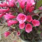 100 Pcs Beautiful Weigela Florida Flower Bonsai Rare Mixing Unique Flower Plant Very Beautiful
