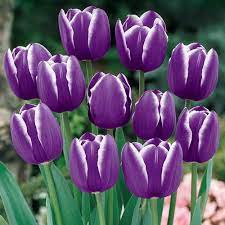 50 Pcs Tulip Bonsai Flowers Wedding Home Decorative Flowers