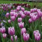 50 Pcs Tulip Bonsai Flowers Wedding Home Decorative Flowers