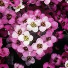 100 Pcs Alyssum -s-Lobularia maritima Flower 100 Pcs Alyssum -s-Lobularia maritima Flower