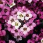 100 Pcs Alyssum -s-Lobularia maritima Flower