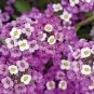 100 Pcs Alyssum -s-Lobularia maritima Flower