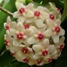 100 Pcs Hoya Flower Flores Rare Perennial Plant Hoya Carnosa Plante Bonsai plantas 100 Pcs Hoya Flower Flores Rare Perennial Plant Hoya Carnosa Plante Bonsai plantas