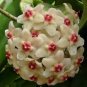100 Pcs Hoya Flower Flores Rare Perennial Plant Hoya Carnosa Plante Bonsai plantas