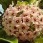 100 Pcs Hoya Flower Flores Rare Perennial Plant Hoya Carnosa Plante Bonsai plantas