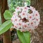 100 Pcs Hoya Flower Flores Rare Perennial Plant Hoya Carnosa Plante Bonsai plantas