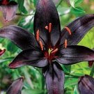200 Pcs Large Bonsai Lilium Flower