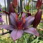 200 Pcs Large Bonsai Lilium Flower