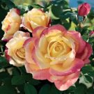 50 Pcs New Bella Roma Rose Bush Plant Seeds