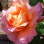 50 Pcs New Bella Roma Rose Bush Plant Seeds