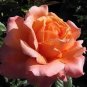 50 Pcs New Bella Roma Rose Bush Plant Seeds