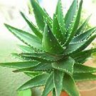 100 Pcs China Aloe Vera Succulent Plant Rare Herbs Tree Mini Flower Bonsai Plants
