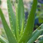 100 Pcs China Aloe Vera Succulent Plant Rare Herbs Tree Mini Flower Bonsai Plants
