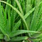 100 Pcs China Aloe Vera Succulent Plant Rare Herbs Tree Mini Flower Bonsai Plants