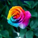 100 Pcs Rare Holland Rainbow Rose Flowers Lover Colorful Perennial Flower Garden Plants Bonsai
