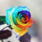 100 Pcs Rare Holland Rainbow Rose Flowers Lover Colorful Perennial Flower Garden Plants Bonsai