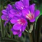 100 Pcs Mixed Clivia Rare Rainbow Clivia Flower Potted Plants Dedicated Windowsill Perennial Flower