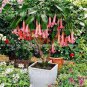 100 Pcs Bonsai Flower Bonsai Leptospermum Scoparium Flamenco Angel's Trumpets