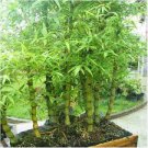 50 Pcs Gaint Long Bamboo