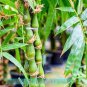 50 Pcs Gaint Long Bamboo