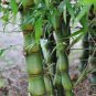 50 Pcs Gaint Long Bamboo