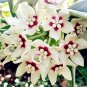 100 Pcs Available Rare Ball Orchid Flower Bonsai Perennial Garden Plant Hoya Carnosa Flower