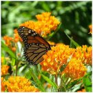 20 Pcs Hot Sale Sementes Flower Seed Attractive Butterfly Milkweed Asclepias Tuberosa Perennial