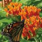 20 Pcs Hot Sale Sementes Flower Seed Attractive Butterfly Milkweed Asclepias Tuberosa Perennial