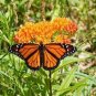 20 Pcs Hot Sale Sementes Flower Seed Attractive Butterfly Milkweed Asclepias Tuberosa Perennial