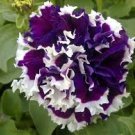 200 Pcs Bonsai Petunia Garden Bonsai Moon Night Sky Double Purple Flowers Purple
