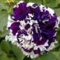 200 Pcs Bonsai Petunia Garden Bonsai Moon Night Sky Double Purple Flowers Purple