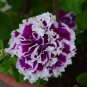 200 Pcs Bonsai Petunia Garden Bonsai Moon Night Sky Double Purple Flowers Purple