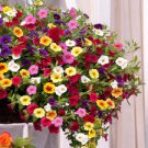 200 Pcs Bonsai Hanging Petunia Garden Petunia Mixed Color Potted Perennial Flower