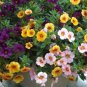 200 Pcs Bonsai Hanging Petunia Garden Petunia Mixed Color Potted Perennial Flower