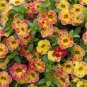 200 Pcs Bonsai Hanging Petunia Garden Petunia Mixed Color Potted Perennial Flower