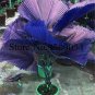 100 Pcs Purple Travelers Palm Flores Bonsai, Ravenala Madagascariensis Chinese Fan Palm Plant