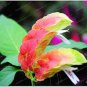 100 Pcs Justicia Brandegeana Bonsai