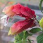 100 Pcs Justicia Brandegeana Bonsai