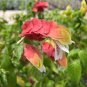 100 Pcs Justicia Brandegeana Bonsai