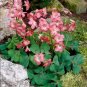 100 Pcs Rare Exotic Rainbow Oxalis Wood Sorrel Flower Bonsai Plants Oxalis Purple Shamrock Clover
