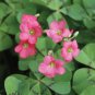 100 Pcs Rare Exotic Rainbow Oxalis Wood Sorrel Flower Bonsai Plants Oxalis Purple Shamrock Clover