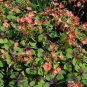 100 Pcs Rare Exotic Rainbow Oxalis Wood Sorrel Flower Bonsai Plants Oxalis Purple Shamrock Clover