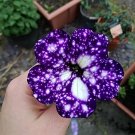 107 Pcs Petunia Flower Garden,Petunia Night Sky Flower
