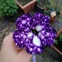 107 Pcs Petunia Flower Garden,Petunia Night Sky Flower